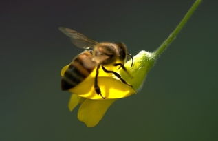 松丹一號和喀爾巴阡怎么區(qū)分（松丹一號和喀爾巴阡的區(qū)別）