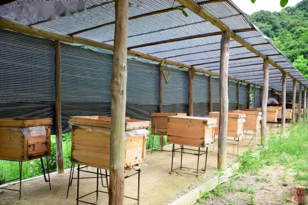 養(yǎng)蜂場(chǎng)種什么樹好乘涼（哪些地方適合養(yǎng)蜂）