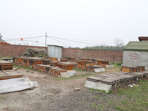 養(yǎng)蜂場(chǎng)種什么樹好乘涼（哪些地方適合養(yǎng)蜂）