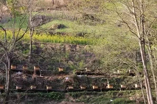 養(yǎng)蜂場(chǎng)種什么樹好乘涼（哪些地方適合養(yǎng)蜂）