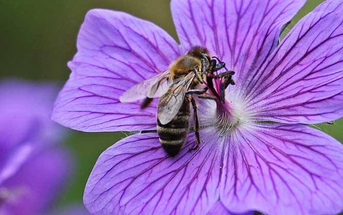 蜜蜂的養(yǎng)殖技術(shù)有哪些？