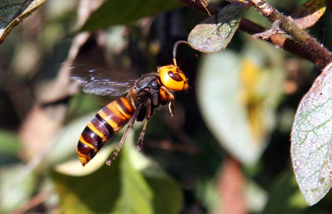 喀爾巴阡蜂的優(yōu)缺點（喀爾巴阡蜂的品種優(yōu)勢）