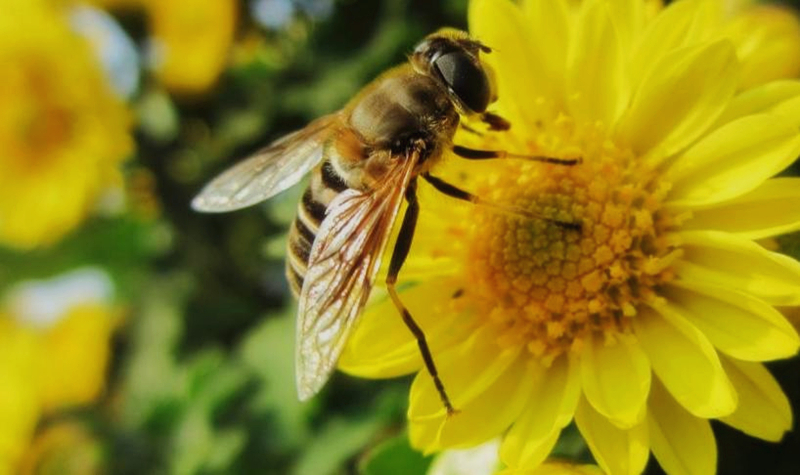 養(yǎng)蜂怎么管理（蜜蜂的養(yǎng)殖與管理要點）