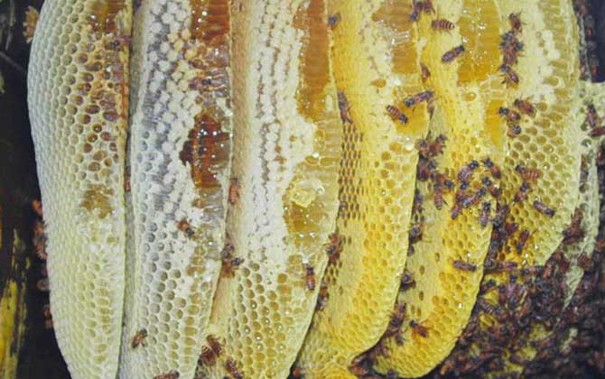 養(yǎng)蜂場利潤有多大（養(yǎng)蜂一年能掙二十萬嗎）