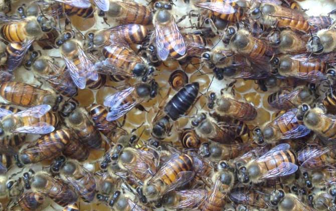 養(yǎng)蜂場利潤有多大（養(yǎng)蜂一年能掙二十萬嗎）