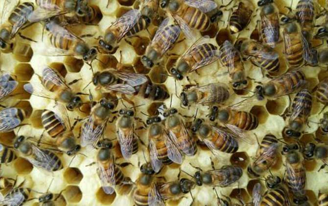 養(yǎng)蜂場利潤有多大（養(yǎng)蜂一年能掙二十萬嗎）