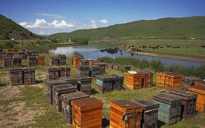 農(nóng)村養(yǎng)蜂補(bǔ)貼