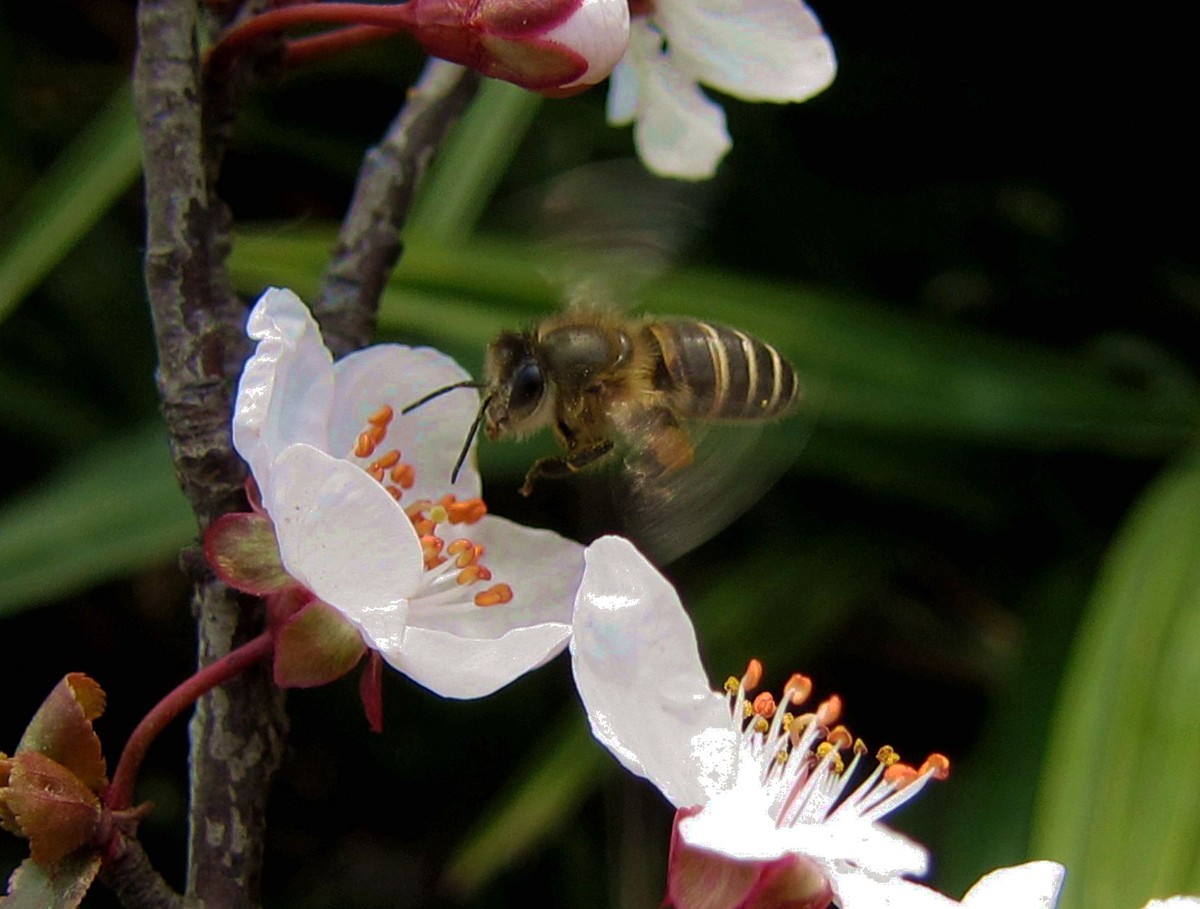 樓頂養(yǎng)蜂需要什么條件（樓頂養(yǎng)蜂注意事項(xiàng)）