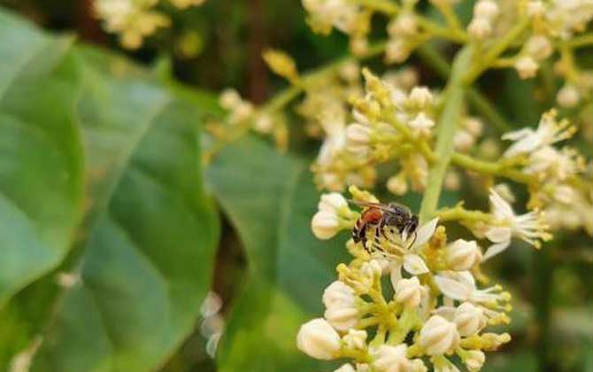 黑小蜜蜂是什么蜂？有哪些特點(diǎn)？