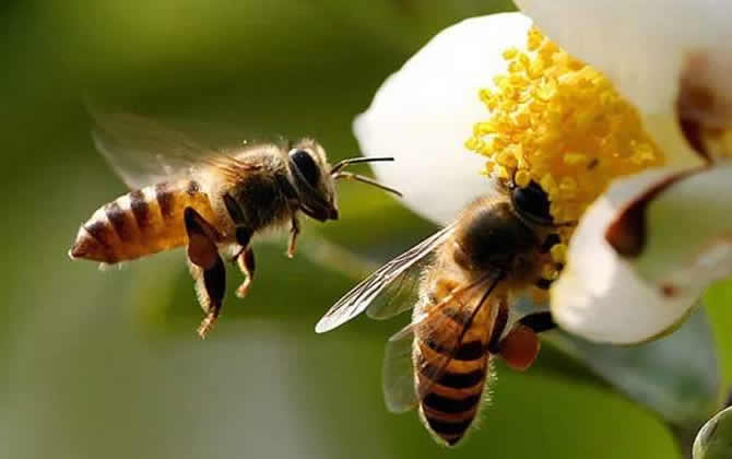 零下多少度會(huì)凍死蜜蜂 凍死蜜蜂