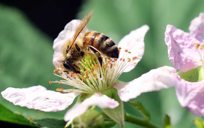 零下多少度會(huì)凍死蜜蜂 凍死蜜蜂
