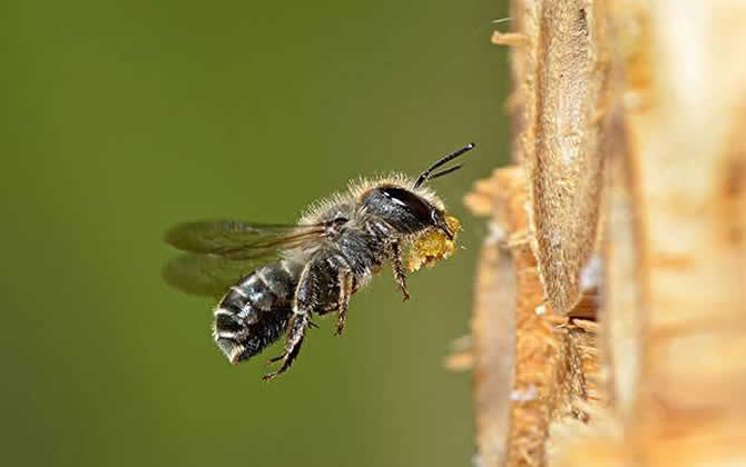 零下多少度會(huì)凍死蜜蜂 凍死蜜蜂