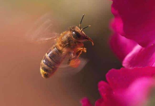 【蜜蜂知識(shí)】怎么引來(lái)蜜蜂自己養(yǎng)殖? 怎么引來(lái)蜜蜂自己養(yǎng)殖?