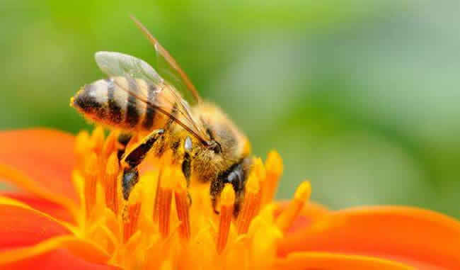 【蜜蜂知識(shí)】怎么引來(lái)蜜蜂自己養(yǎng)殖? 怎么引來(lái)蜜蜂自己養(yǎng)殖?