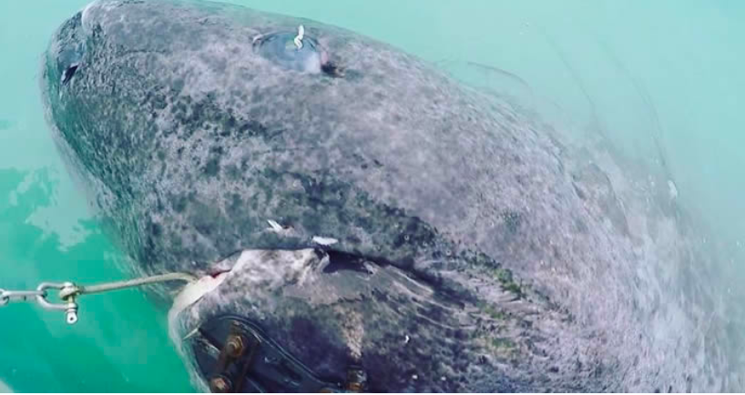 活到156歲才可交配，因?yàn)樘珣袨榱顺燥栵垼鼈儷I(xiàn)祭了自己眼睛