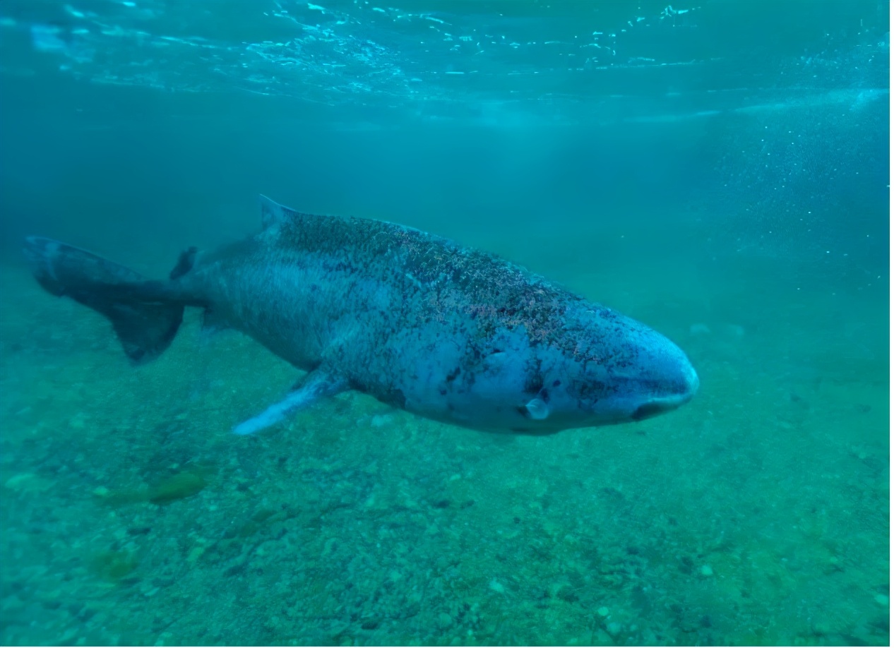活到156歲才可交配，因?yàn)樘珣袨榱顺燥栵垼鼈儷I(xiàn)祭了自己眼睛