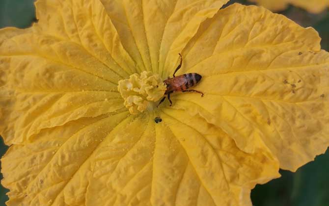 蜜蜂中的工蜂是什么蜂(什么是工蜂) 蜜蜂中的工蜂是什么蜂(什么是工蜂)