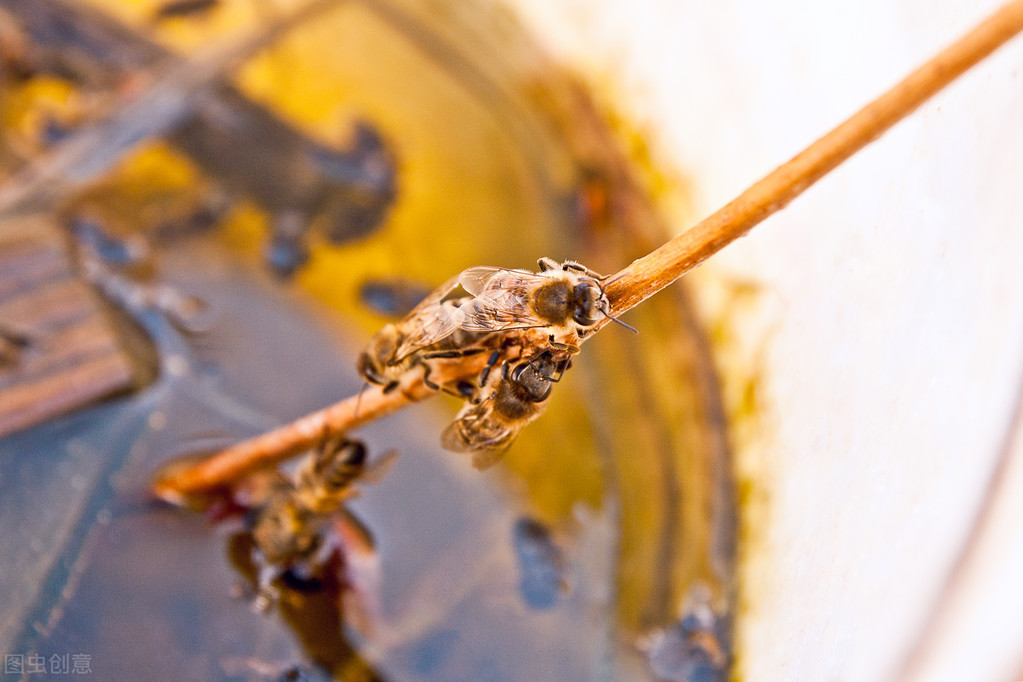 附近有人養(yǎng)蜂能不能誘蜂（為什么不能在養(yǎng)蜂場(chǎng)附近誘蜂）