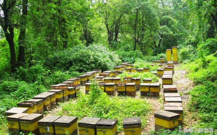 農村養蜂補貼怎么拿？能拿到多少？