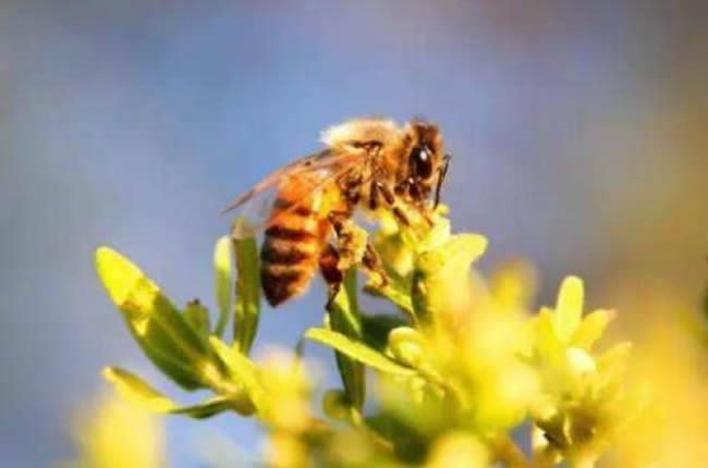 【蜜蜂養殖】養20箱蜜蜂能掙多少錢? 養20箱蜜蜂能掙多少錢?