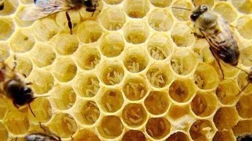 工蜂會不會產(chǎn)卵