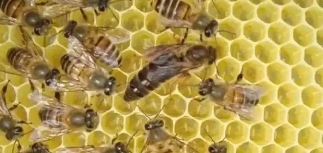 工蜂會不會產(chǎn)卵