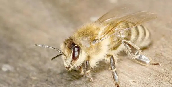 東北黑蜂的缺點是什么