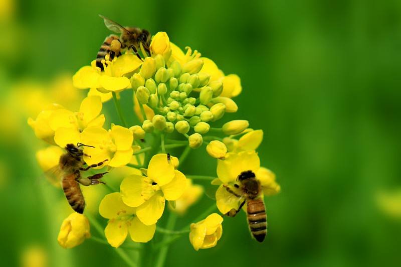 馬蜂和蜜蜂的區別