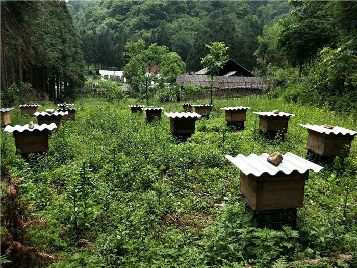 如何養蜂才能賺錢？有什么秘訣嗎？養蜂賺錢的必備條件！