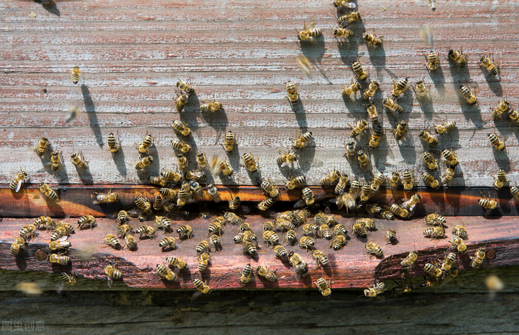 新手養蜂入門技術(基本常識和技術講解)