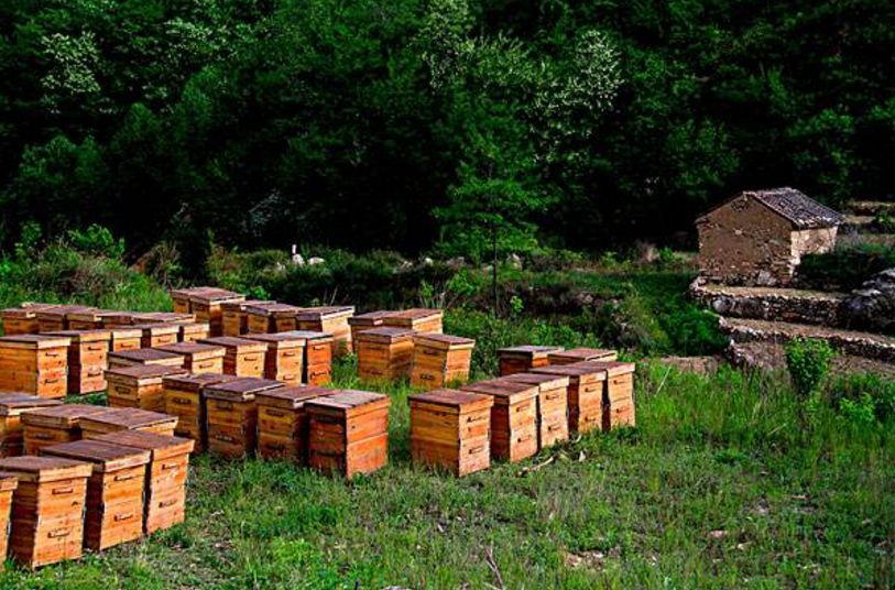 中蜂蜂場為什么不能養(yǎng)意蜂（為什么很多人認(rèn)為中蜂和意蜂不能同場養(yǎng)殖）