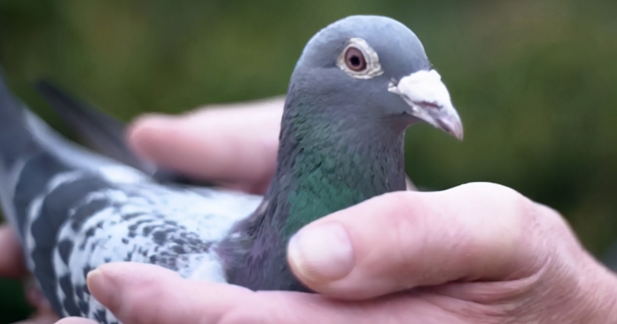 一只豬27萬美元？一只鴿子140萬美元？盤點(diǎn)史上最昂貴的6只動(dòng)物