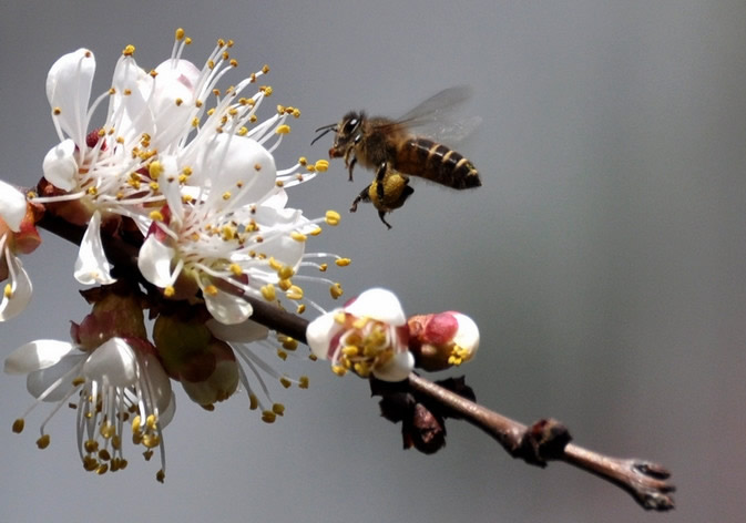 蜂王不產(chǎn)卵是什么原因？