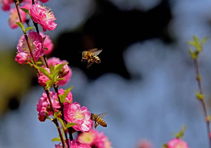 蜂王不產(chǎn)卵是什么原因？