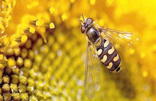 怎樣才能養好蜜蜂？