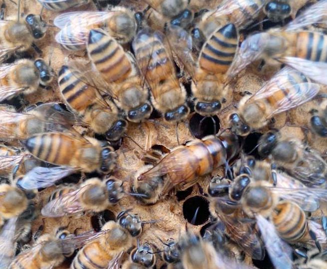 蜂王夏季為什么會停止產(chǎn)卵？養(yǎng)蜂人應(yīng)該如何應(yīng)對？