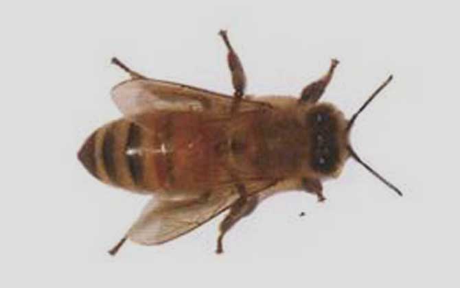 卡尼鄂拉蜂的生產(chǎn)性能怎么樣（卡尼鄂拉蜂蜂種論述）