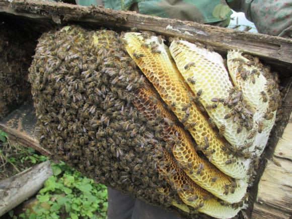 怎么才能加入養蜂協會（如何加入協會，快來看看吧）