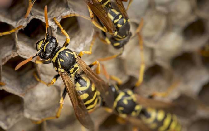 養(yǎng)馬蜂賺錢么（養(yǎng)馬蜂靠什么賺錢）