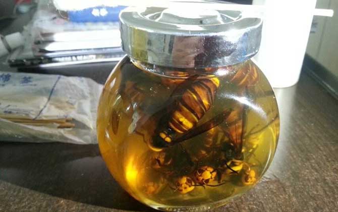 養(yǎng)馬蜂賺錢么（養(yǎng)馬蜂靠什么賺錢）