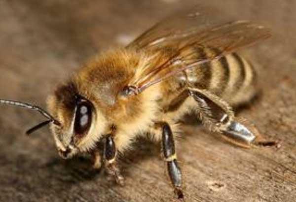 松丹一號和卡意雜交種相比（卡意雜交蜂王優(yōu)缺點(diǎn)）