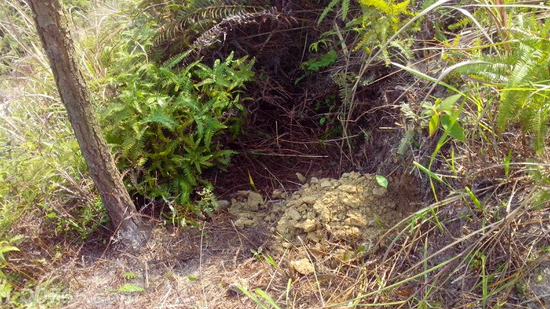 成立養蜂合作社有什么好處（蜜蜂養殖專業合作社）