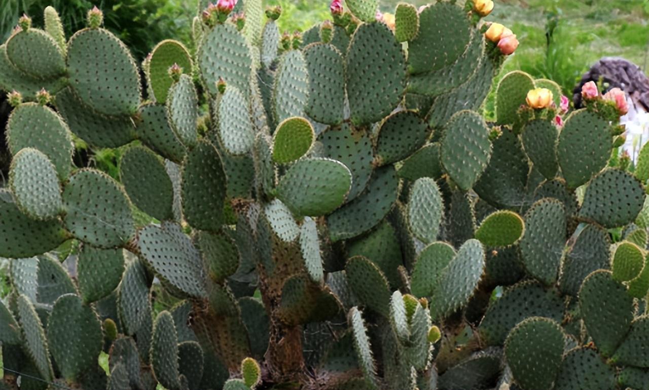 仙人掌有葉子嗎(仙人掌葉子的特征和常見品種) 仙人掌有葉子嗎(仙人掌葉子的特征和常見品種)