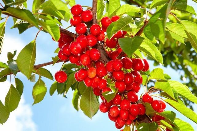 中國櫻桃有多少品種(中國十大櫻桃品種排行榜) 中國櫻桃有多少品種(中國十大櫻桃品種排行榜)