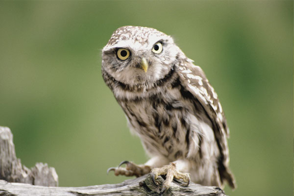 貓頭鷹進宅怎么送走(貓頭鷹飛進家里的驅趕方法) 貓頭鷹進宅怎么送走(貓頭鷹飛進家里的驅趕方法)