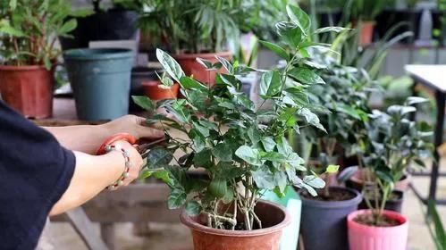 菠蘿和鳳梨是一個物種嗎（菠蘿和鳳梨的區別）