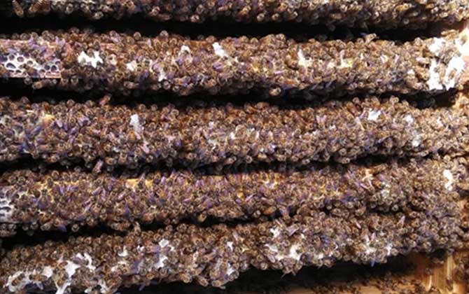 2021年中蜂多少錢一箱？