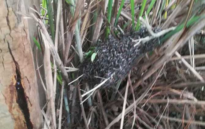 黑小蜜蜂是不是野生的？