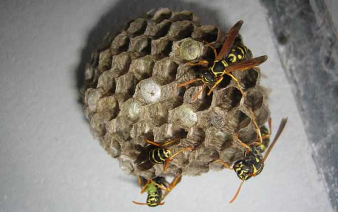 馬蜂入宅預兆著什么？無關禍福，但迷信說法中預兆著福氣和財運！