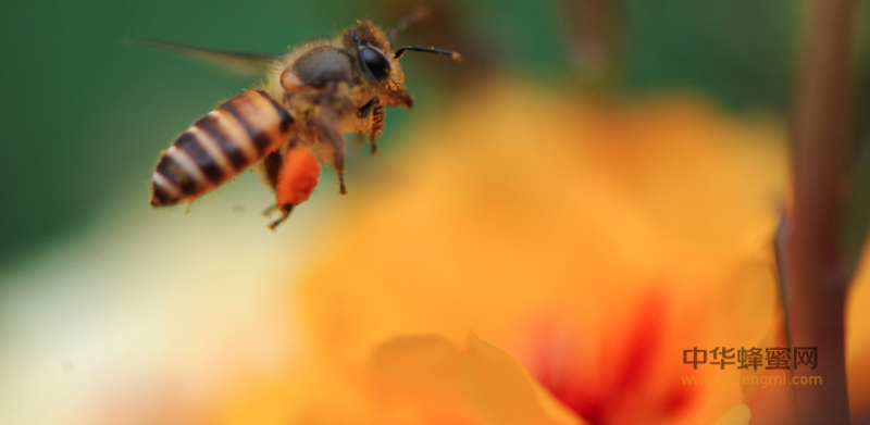 加強科技創(chuàng)新驅(qū)動，推進蜂業(yè)提質(zhì)增效